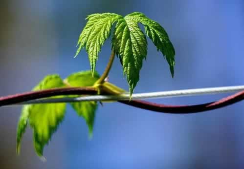 处理申请提现被退回说通道维护为何这样的(图)
